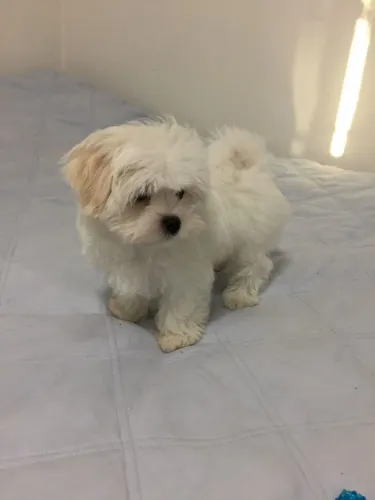 Maltês Cachorrinho que transforma uma simples busca em paixão