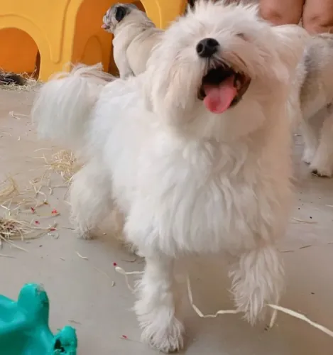 Filhote maltês, Quem precisa de um despertador quando se tem um filhote?
