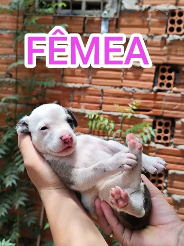 Filhotes FÊMEAS de vira lata para adoção.