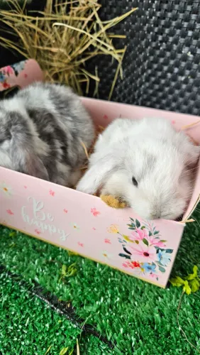 Coelho filhotes de Mini Lop Uruguaio ( os coelhos de orelhas caidas)