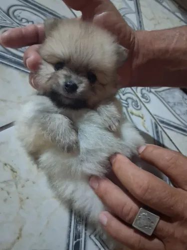 Vende-se Lulu da Pomerânia