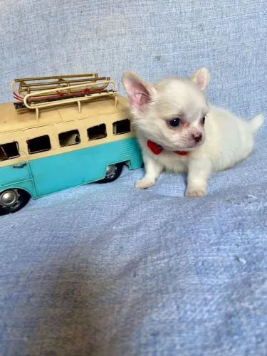 CHIHUAHUA pelo longo