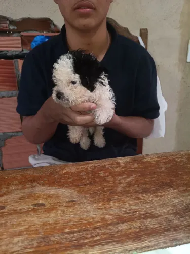 Vende se esse poodle ACEITO proposta 