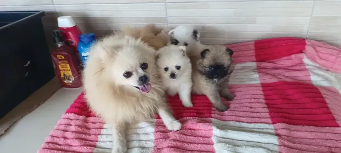 Filhote de lulu da pomerania anaozinho microzinhos disponiveis 