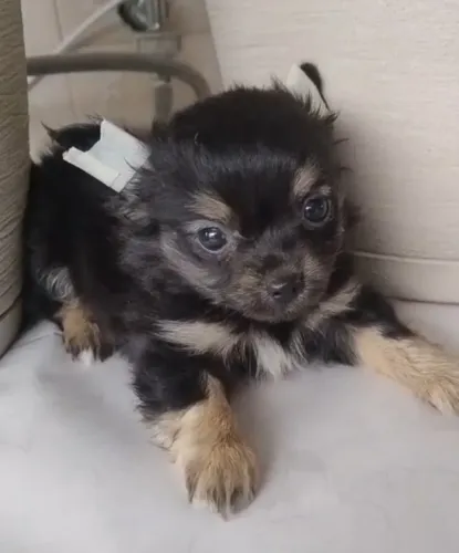 Lindo machinho chiuahua pelo longo 