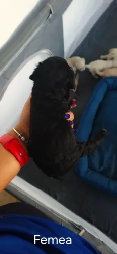 Filhotes de poodle