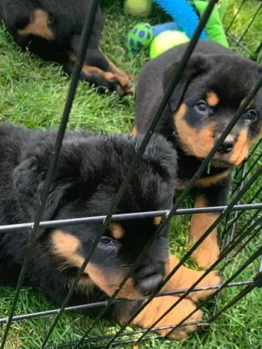 Rottweiler top
