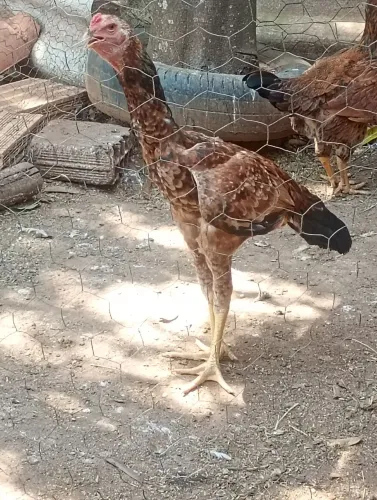 Frangos da Raça Indio Gigante 