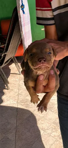 Filhotes de Pitbull 