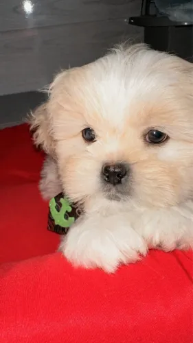 Filhotes de shih tzu