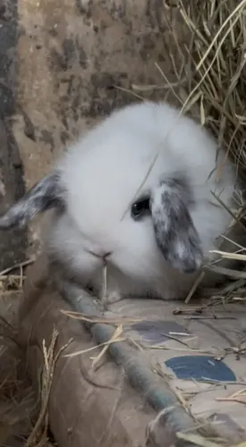 Coelho Mini Lop