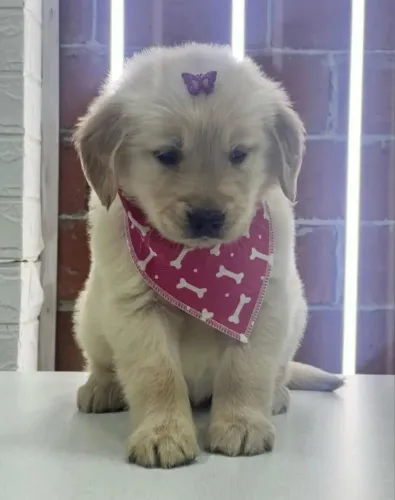 Golden Retriever filhote cheio de charme