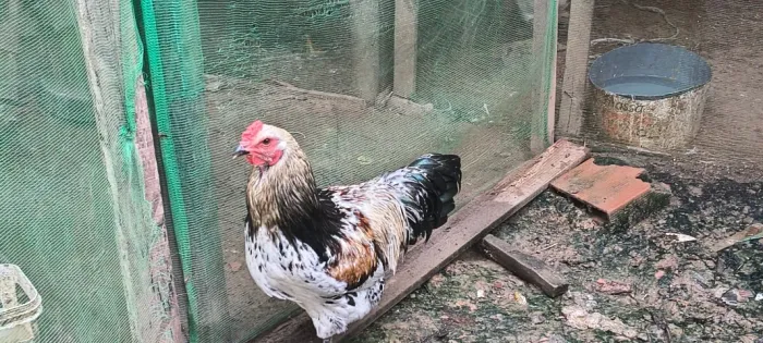 Vendo um Galo da raça Ameraucana dos ovos azuis, já reproduzindo baixando galinhas!