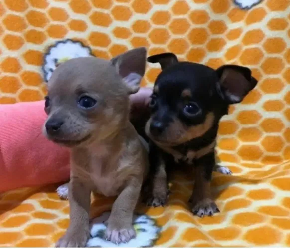 Pinscher zero lindos filhotes 