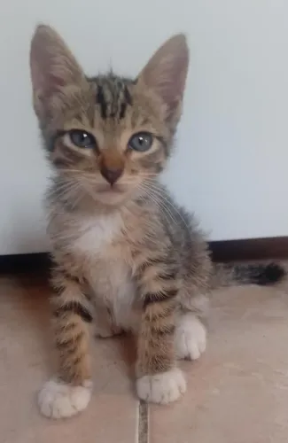 Gato pra doação 