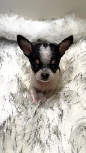 Chihuahua MICRO