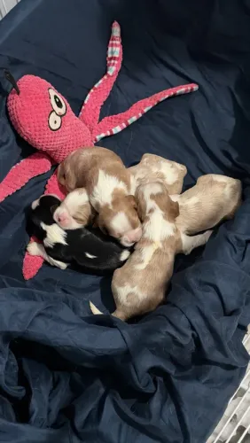 Filhotes de Cavalier King Charles Spaniel Macho