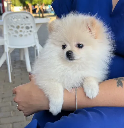 Spitz Alemão Fêmea 