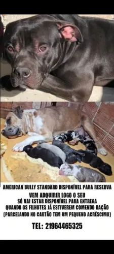 American bully