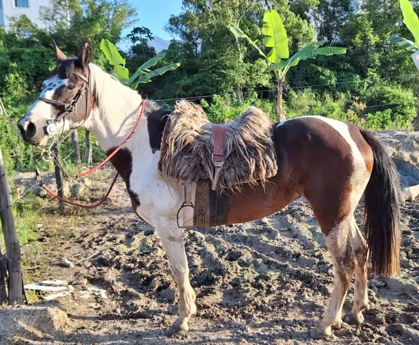 Egua de laço e montaria toda prova