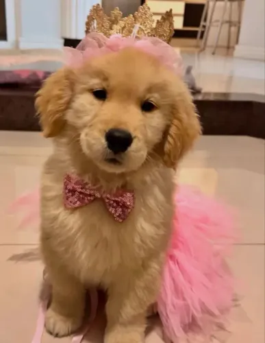 Golden Retriever Filhote - Seu Novo Melhor Amigo
