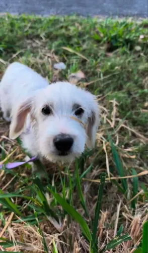 Cachorrinho para doação 