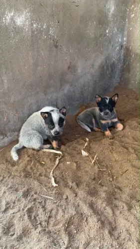 Duas fêmeas de blue heeler pra vende