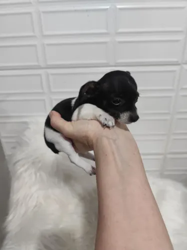PINSCHER BICOLOR