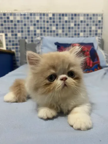 Gato persa