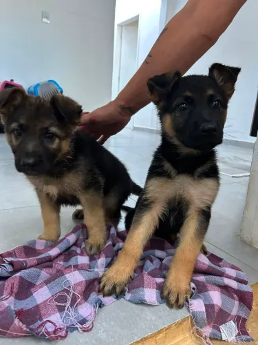 Filhote pastor alemão, Nada como um cachorrinho para encher sua casa de alegria!