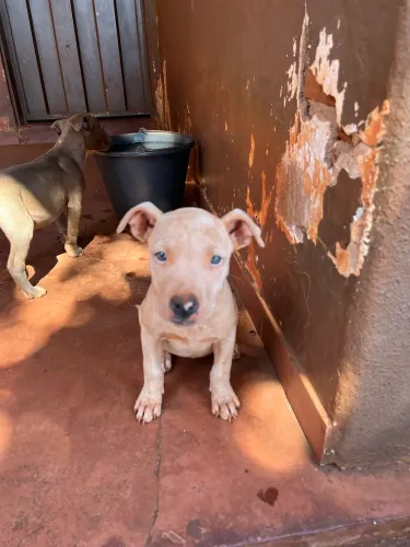 Pitbull 