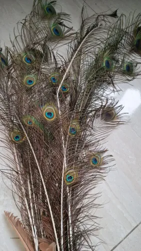 Lindas penas de pavão!