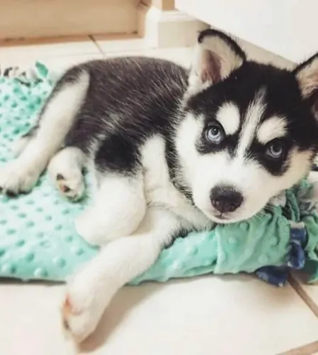 Husky Siberiano Um amigo que reconhece seu humor
