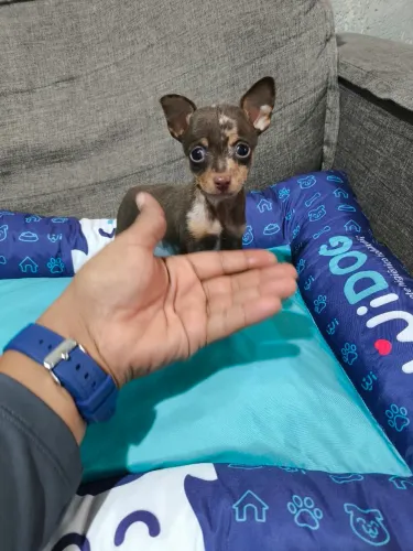 Vendo um machinho Pinscher miniatura.