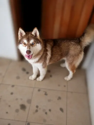 Husky siberiano macho 6 meses