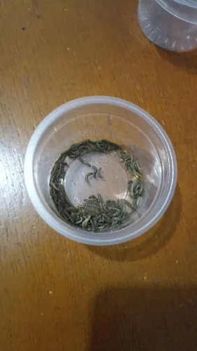 Tenébrio do Amendoim ?