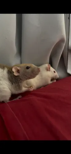 RATO TWISTER DOAÇÃO 