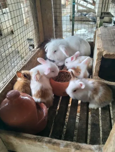 filhotes de mini coelhos 