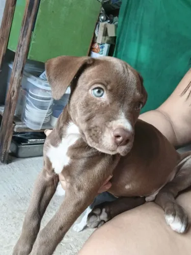 Filhote de Américan terrier