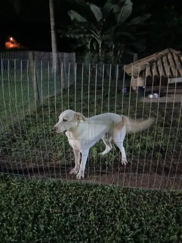 Doação cachorro ? 