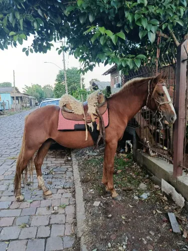 Cavalo cuiudo com sela e peiteira