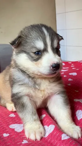 Filhote husky siberiano 