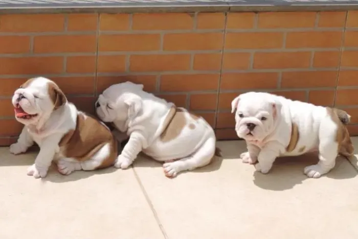 Bulldog Inglês Apaixonante ?