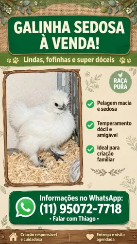 Galinha sedosas