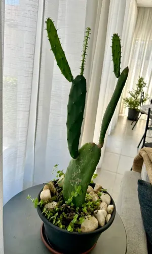 Planta Cacto