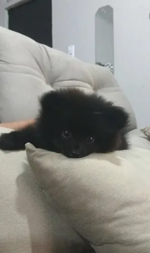Lulu da pomerânia fêmea 