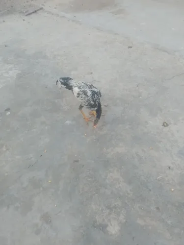 Vendo franguinhos carioca