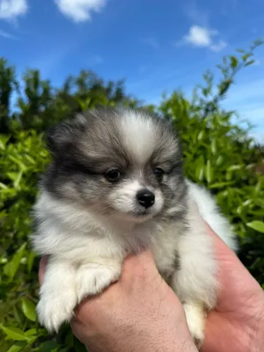 Lulu