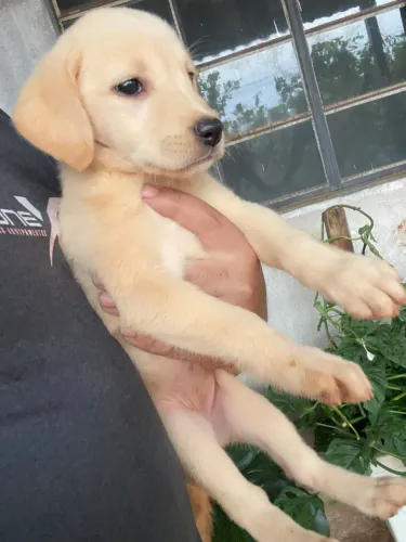 Filhotes de labrador