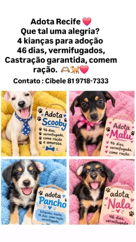 Lindos filhotes cachorrinho adoção ?